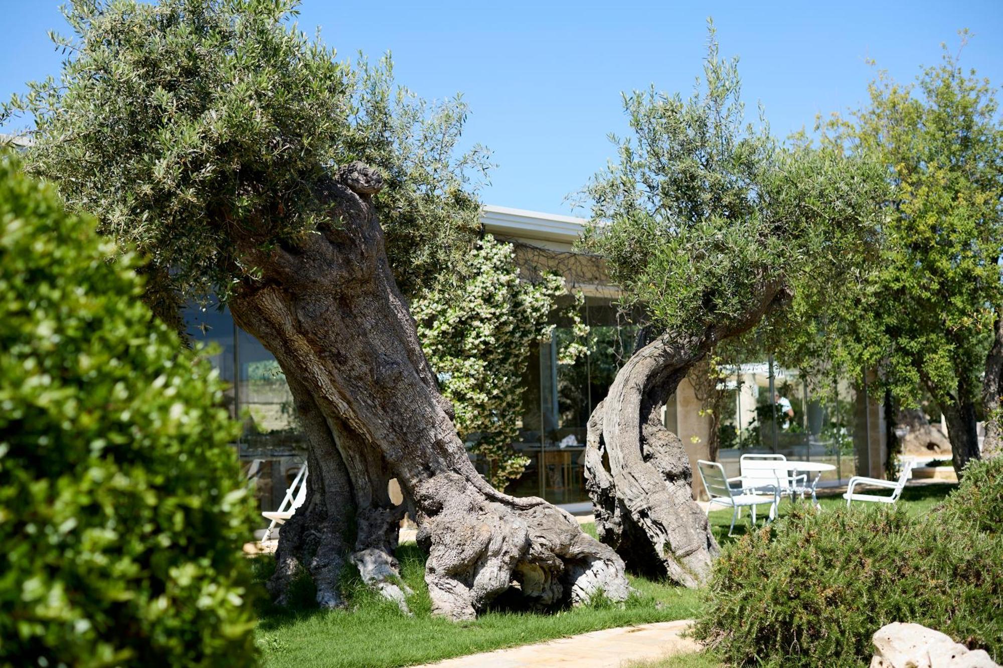 Masseria Torre Del Diamante トッレ・カンネ エクステリア 写真